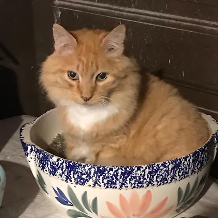 Le Chene Magique 40200 Margaux Pontenx-les-Forges