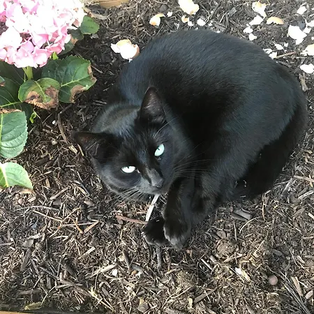 Homestay szállás Le Chene Magique 40200 Margaux *